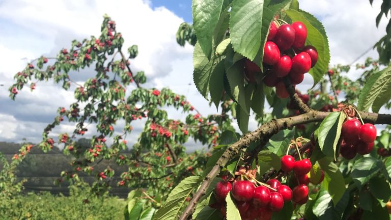 Faire du Picking de cerises à Adelaide Hills