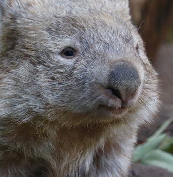 Le Wombat – Faune australienne