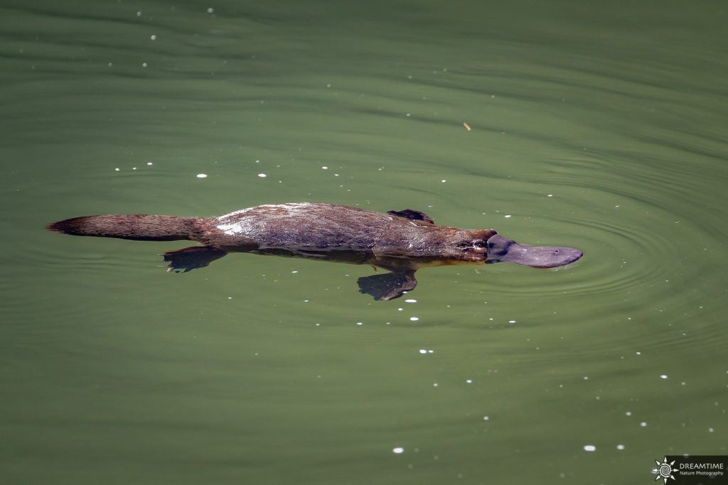 platypus qui nage en australie