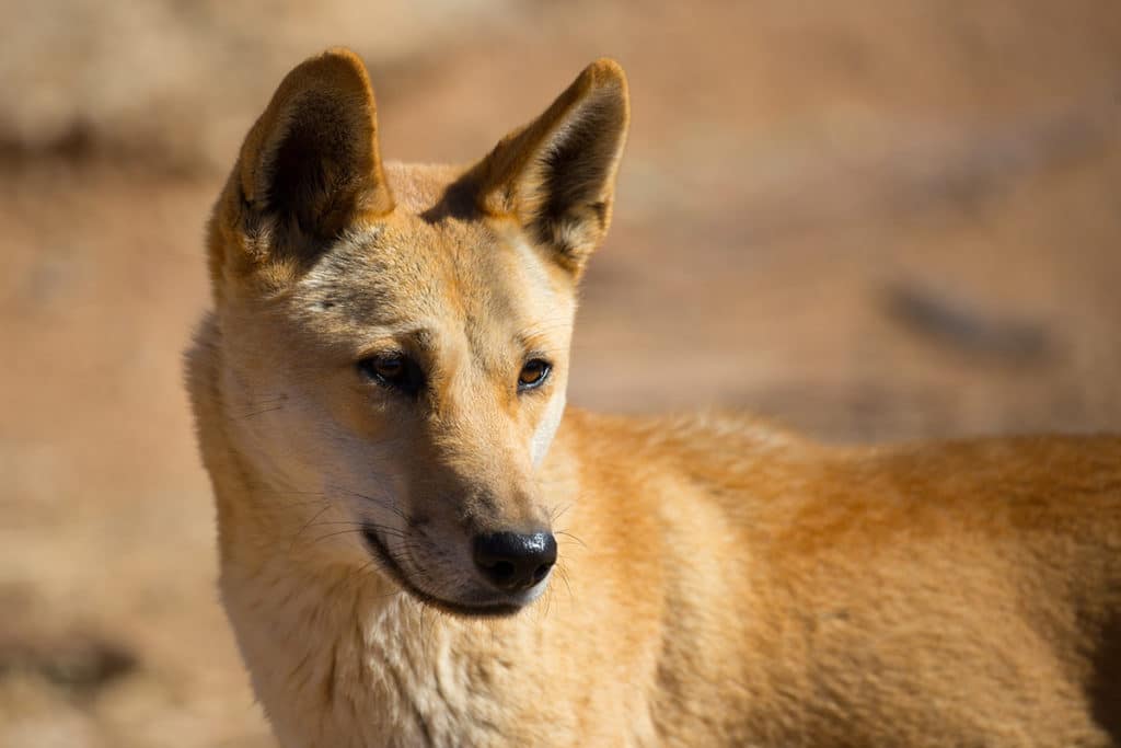 Photo d'un dingo sur l'île de Fraser Island en Australie