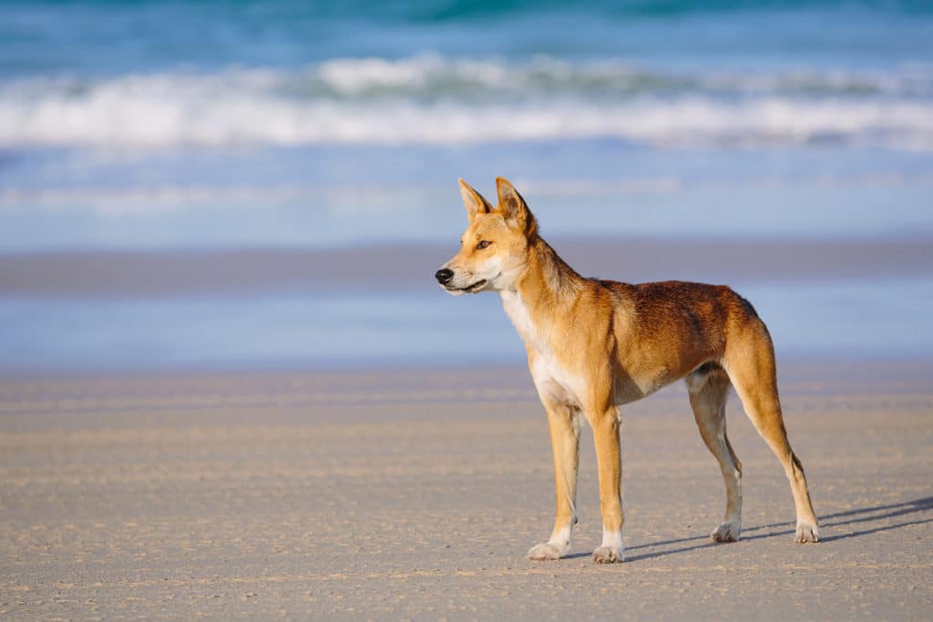 dingo sur la plage de Fraser island en australie