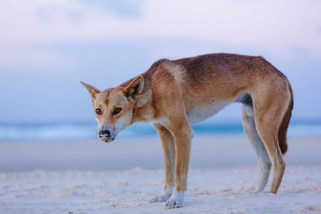 Maigre dingo sur la plage à Fraser Island en Australie