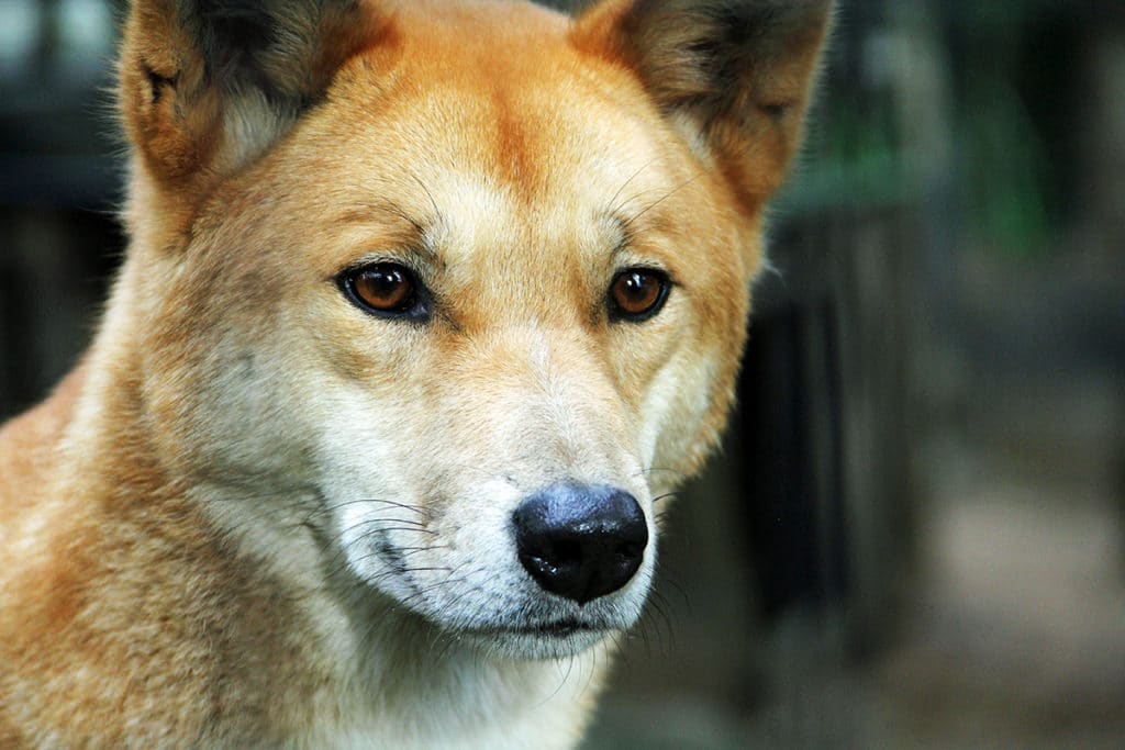 Photo proche d'un dingo en Australie, un animal emblématique du pays.