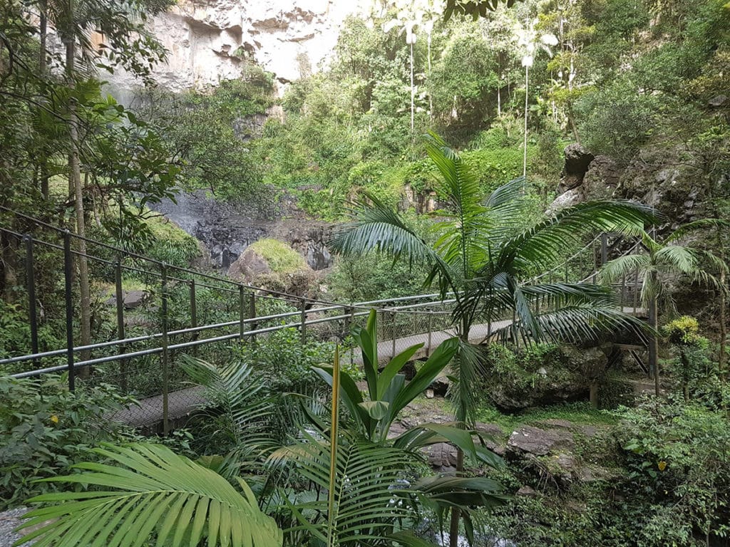 Forets tropicales du Springbrook National Park