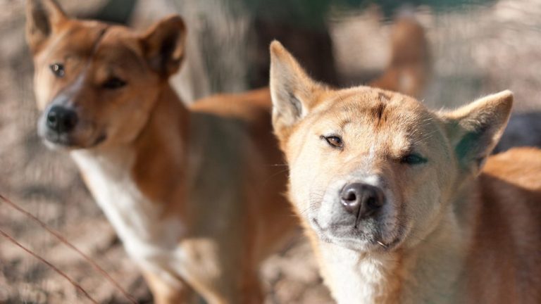 Le Dingo d’Australie : un chien sauvage emblématique