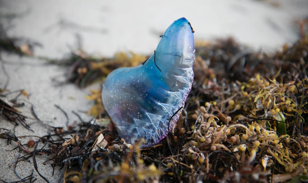 bluebottle meduse en australie