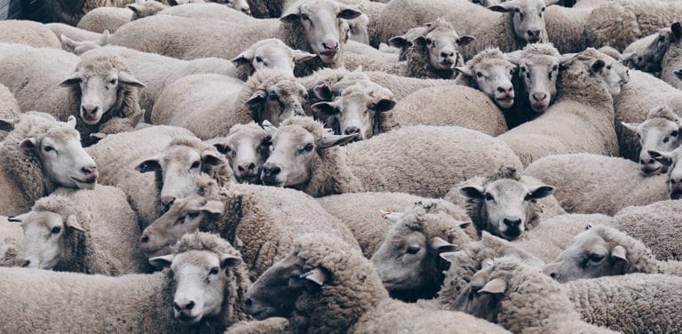 Travailler dans un élevage de moutons en Australie : Infos et retour d’expérience