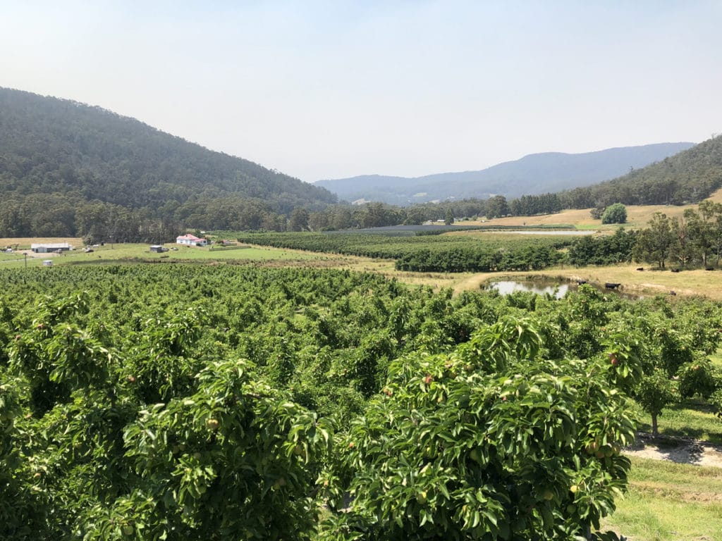 picking australie du sud