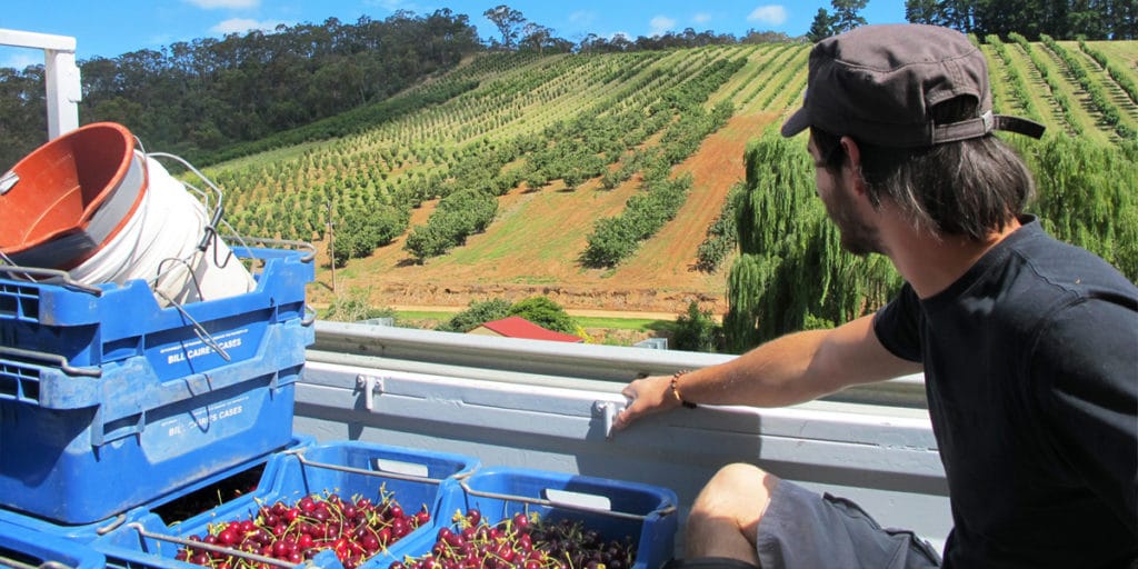 Backpacker à l'arrière d'un pick-up qui rentre d'une journée de fruit picking dans une ferme de cerises dans le South Australia