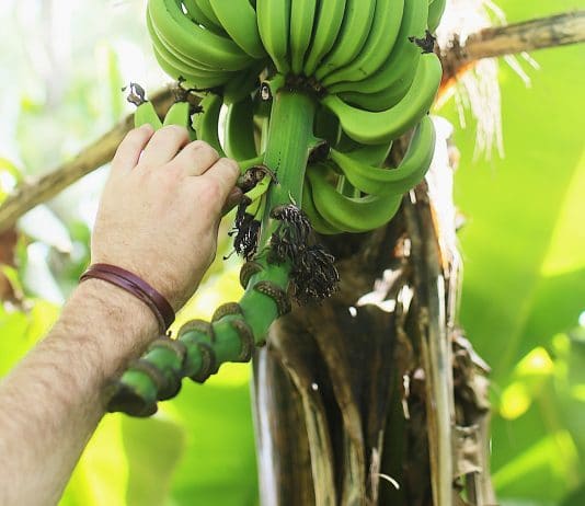 Fruit Picking de bananes dans le Queensland en Australie