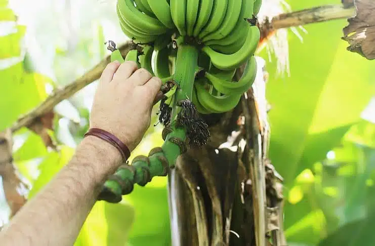 Fruit Picking de bananes dans le Queensland en Australie