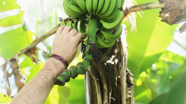 Fruit Picking de bananes dans le Queensland en Australie