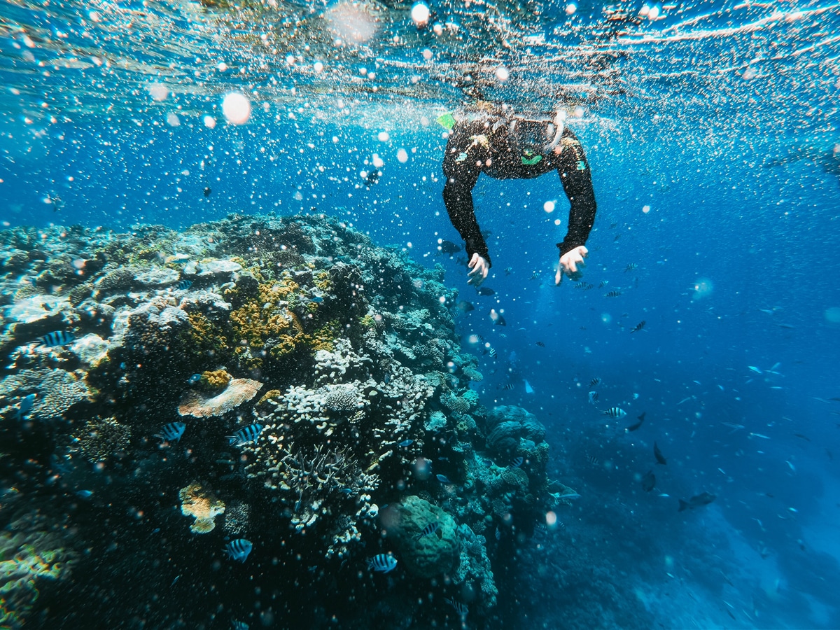 plongeur sur la grande barrière de corail en australie