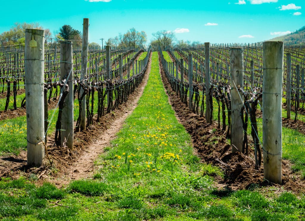 Faire les vendanges en Australie - fruit picking