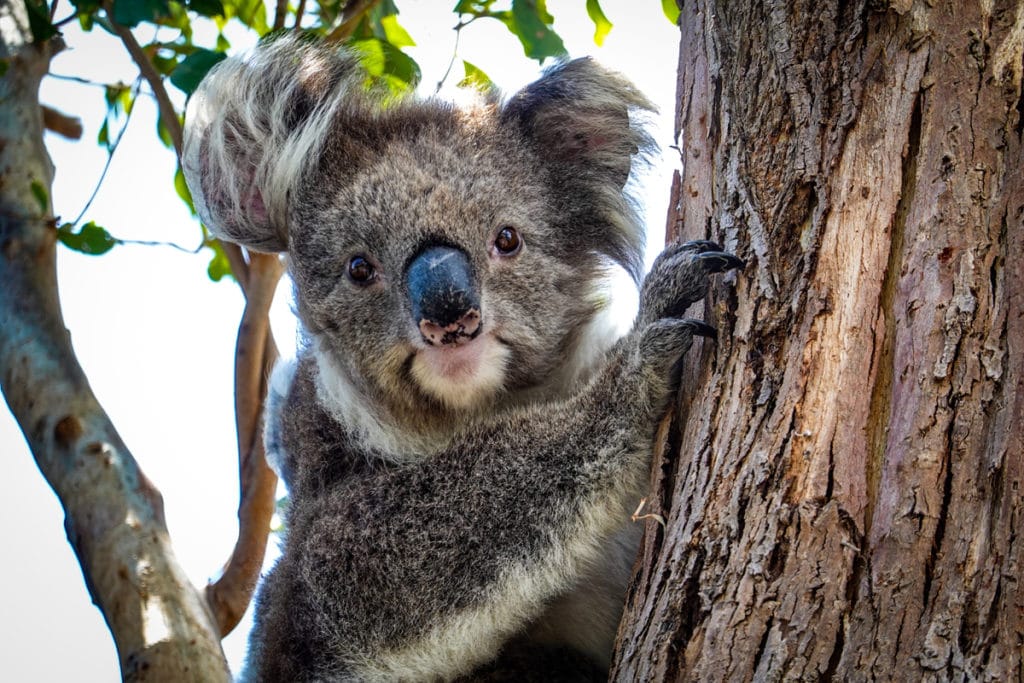 Les koalas de Kennet River sur la Great ocean Road