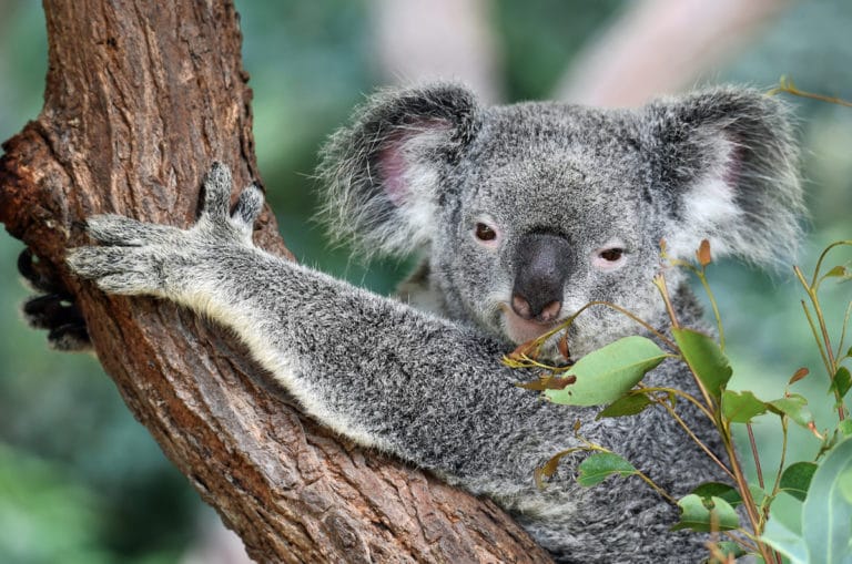 Incroyables histoires de koalas en Australie