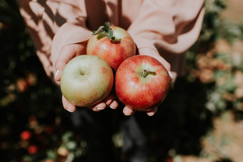 Personne tenant des pommes dans ses mains après avoir fait du fruit picking en Australie