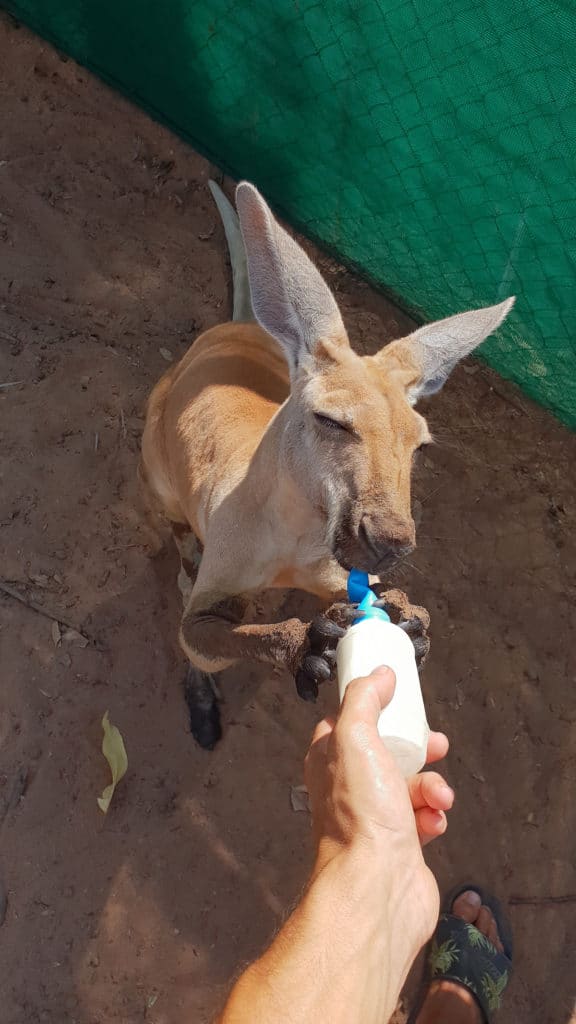 Travailler dans un refuge animalier en Australie, une expérience unique