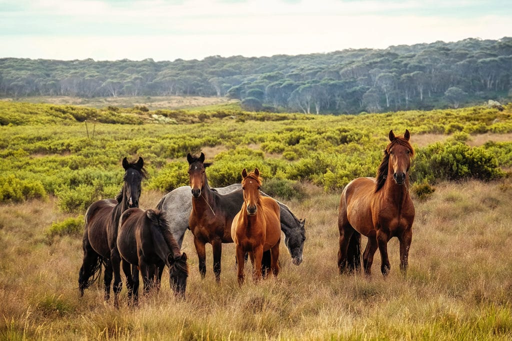 Comment travailler dans un ranch en Australie