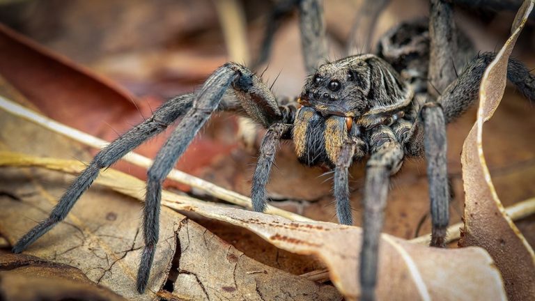 Les araignées en Australie : guide complet