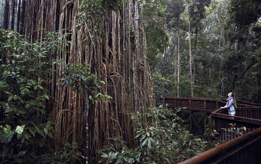 Curtain Fig Tree un arbre incroyable à découvrir à Atherton Tablelands