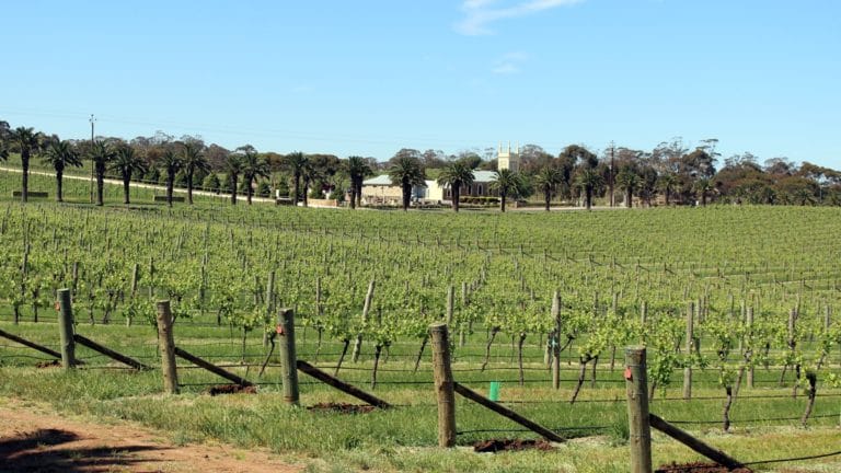 Visiter la Barossa Valley (SA) – Région viticole de renommée