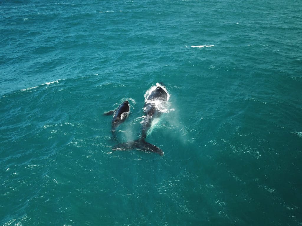 baleines à bosse à byron bay en australie