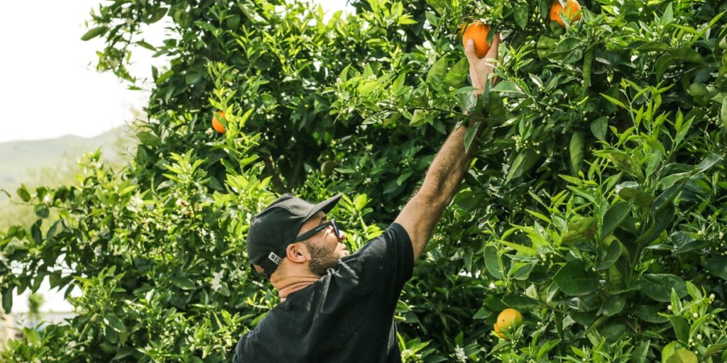 Backpacker qui fait du fruit picking en Australie, un bon plan pour renouveler son visa PVT