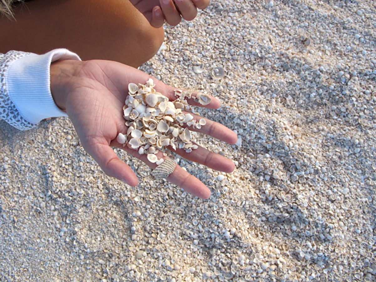 shell beach shark bay