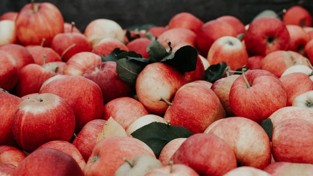 pommes récoltées en fruit picking en australie