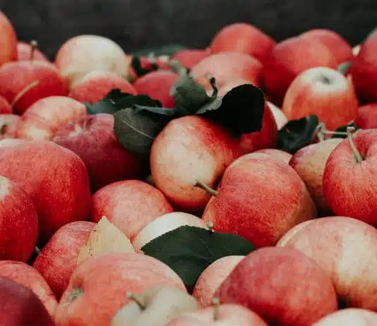 Conseils pour faire ses 88 jours de ferme pour renouveler son PVT 88 jours ferme en australie