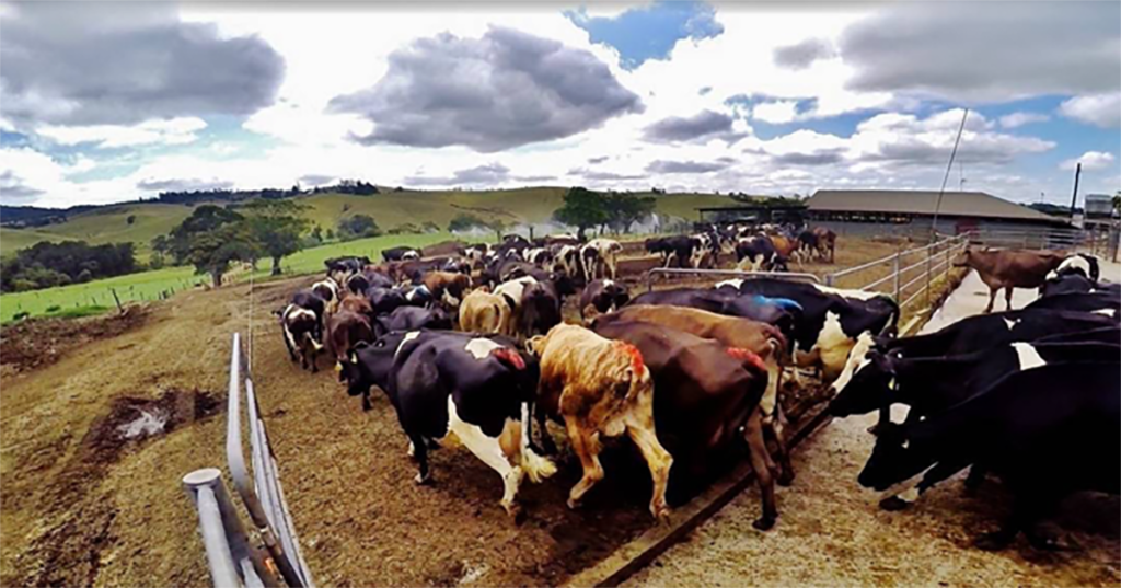 travailler ferme laitière en Australie