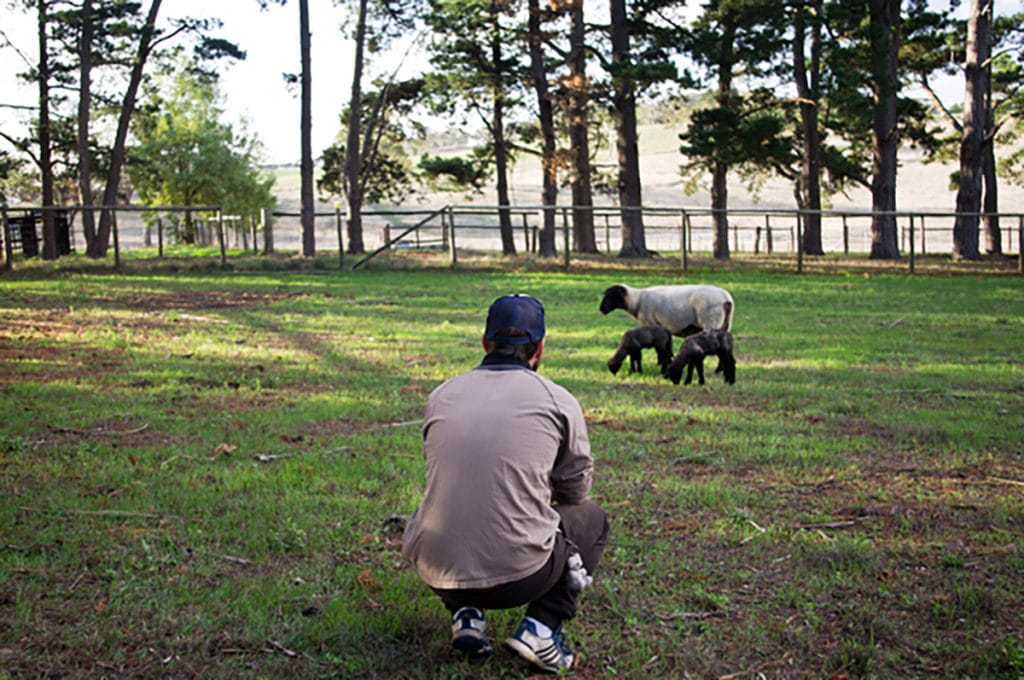 Australie du Sud job wwoofing