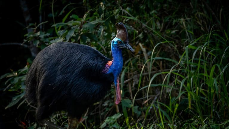 Le Casoar d’Australie : un oiseau rare et dangereux