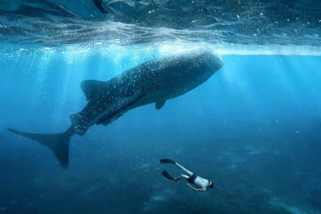 Homme qui nage avec un requin baleine à Exmouth en Australie