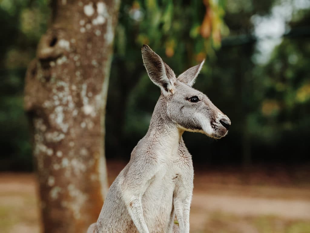 sunshine coast australia zoo