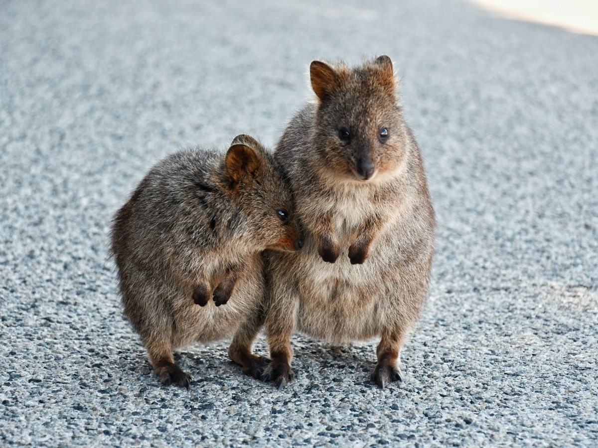 quokka et sa maman sur l'île de rottnest island en australie