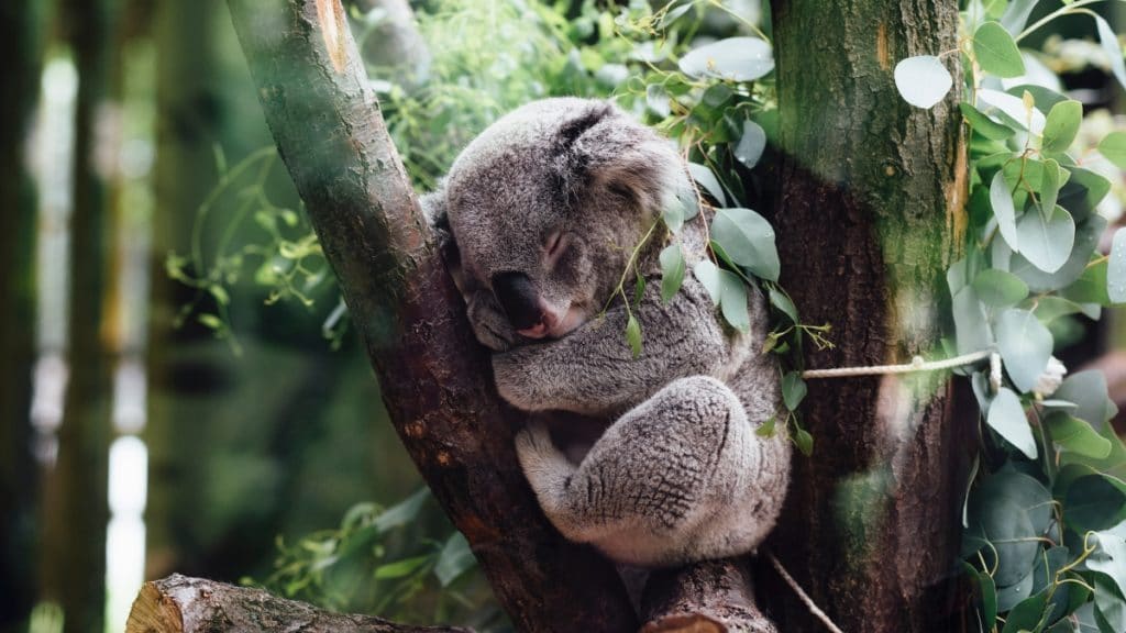 Observer des koalas sur French Island