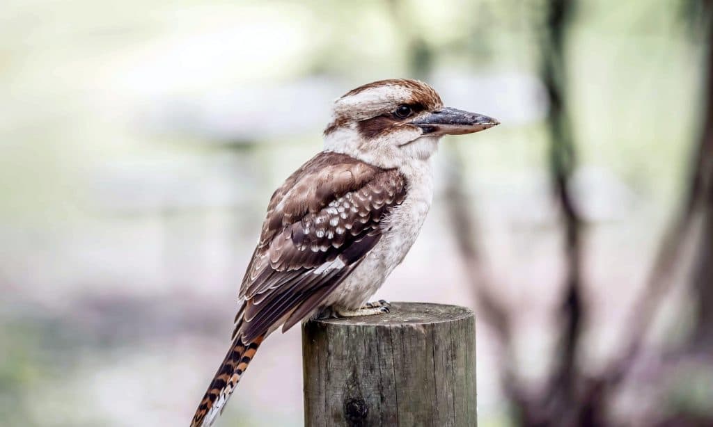 kookaburra sur une branche d'arbre en australie