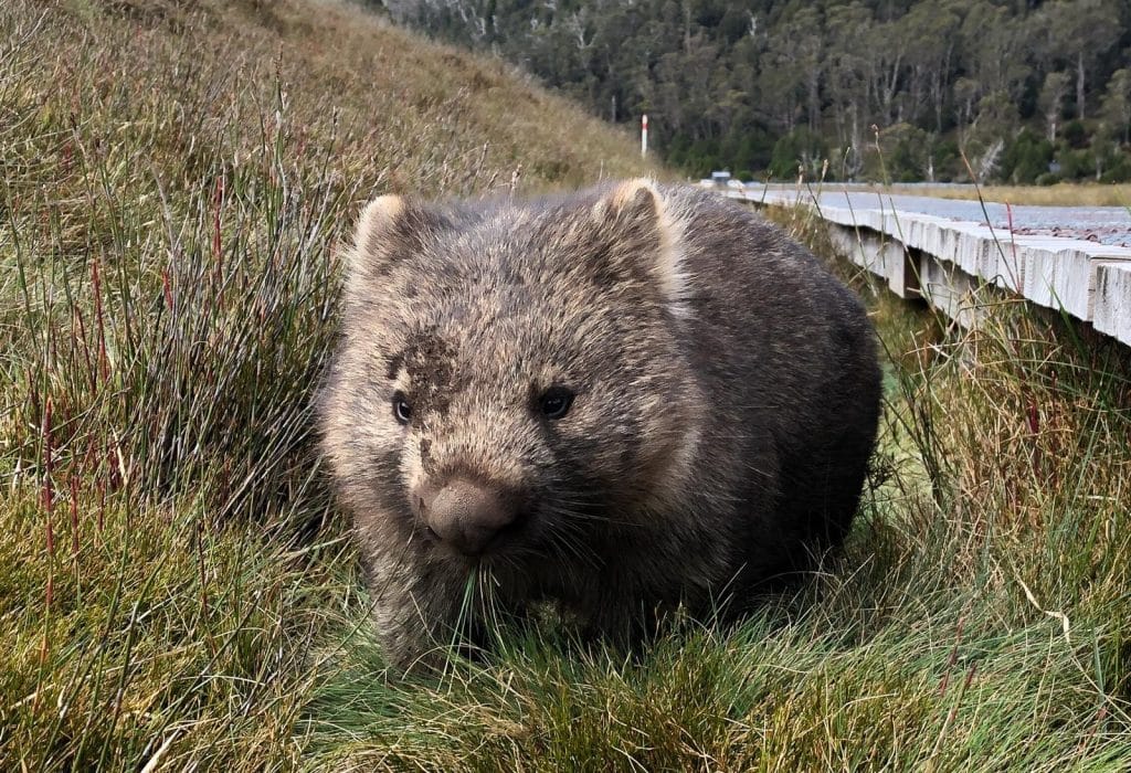 wombat dans le parc national du lake saint clair en tasmanie en australie