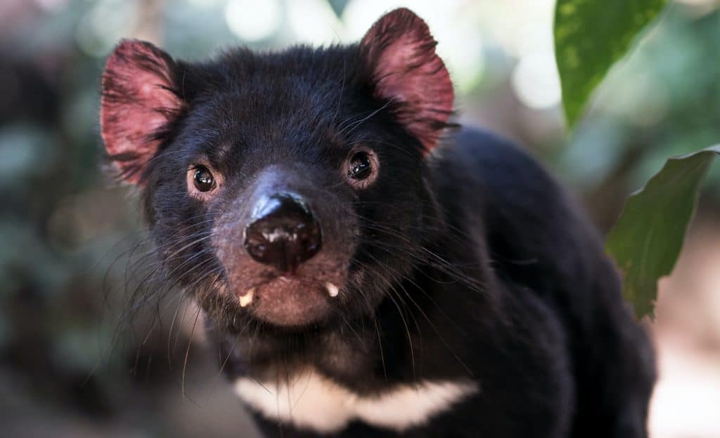 petit diable de tasmanie en australie