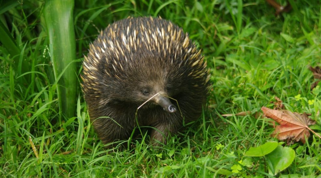 l'échnidé en australie