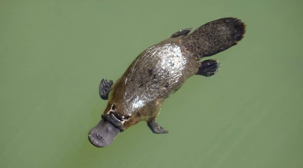 ornithorynque dans une marre en australie