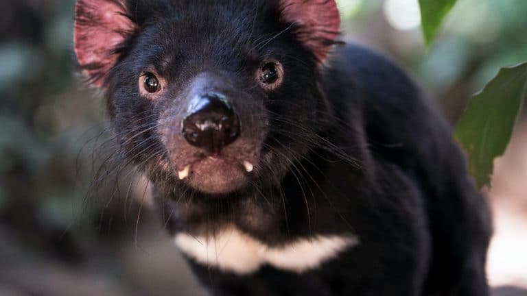 Le Diable de Tasmanie : Menace et Espoir de Conservation