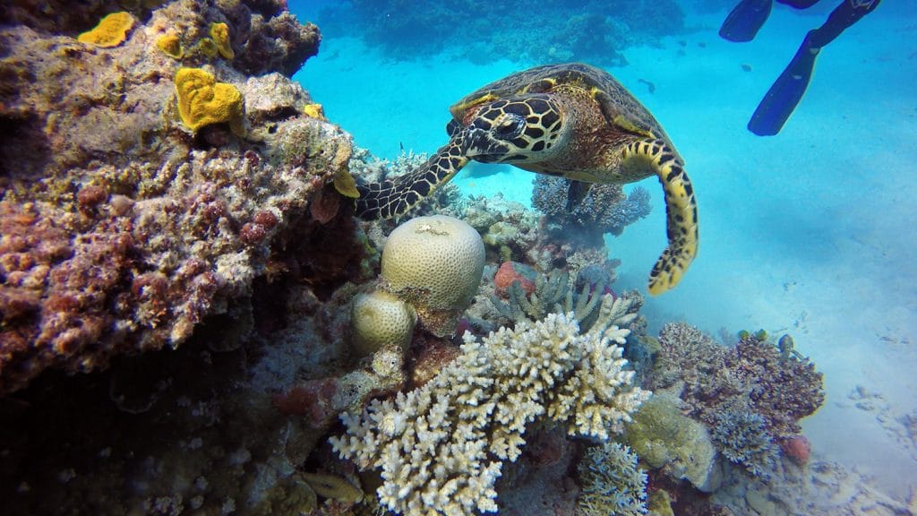 tortue sur la grande barrière de corail en australie