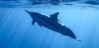 voir des dauphins en australie