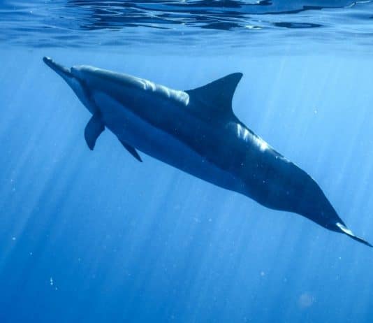 voir des dauphins en australie