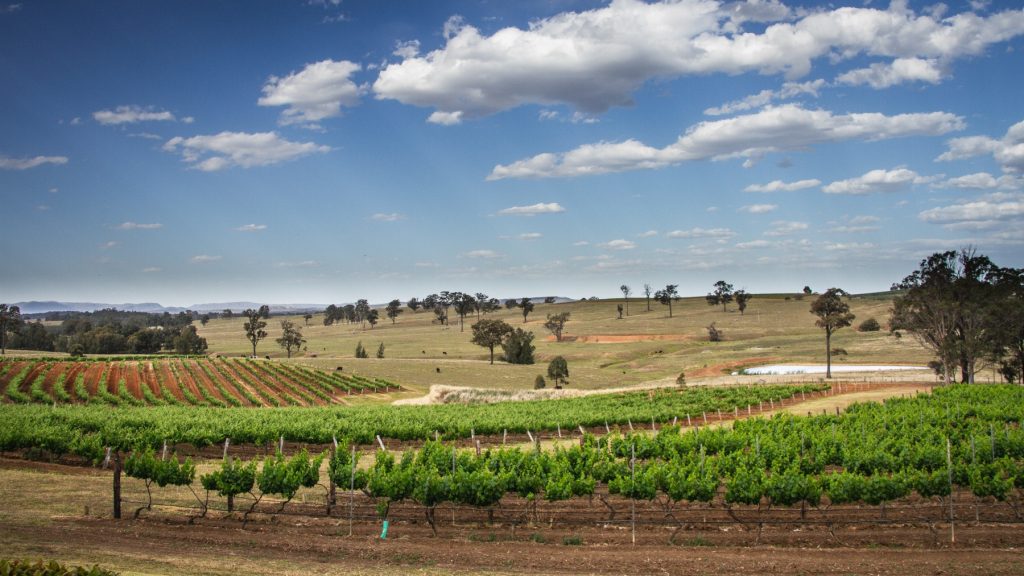 vignes dans la hunter valley dans la région de Sydney