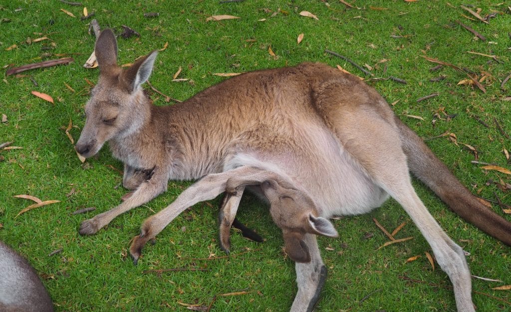 kangourou couché au sol au featherdale wildlife park a sydney en ausralie