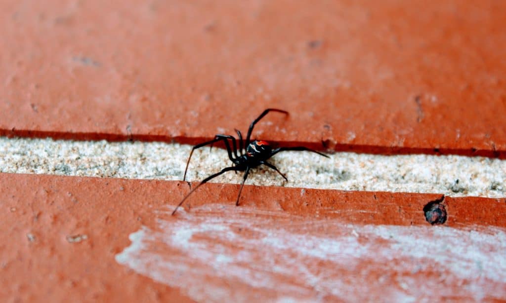 La veuve noire à dos rouge fait partie des risques sanitaires identifiés en Australie